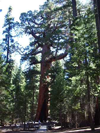 Grizzly Giant Grizzly Giant